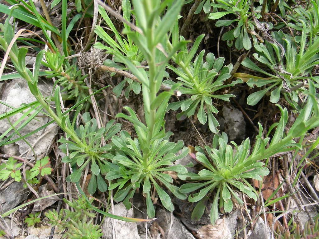 Alyssoides utriculata / Vesicaria maggiore